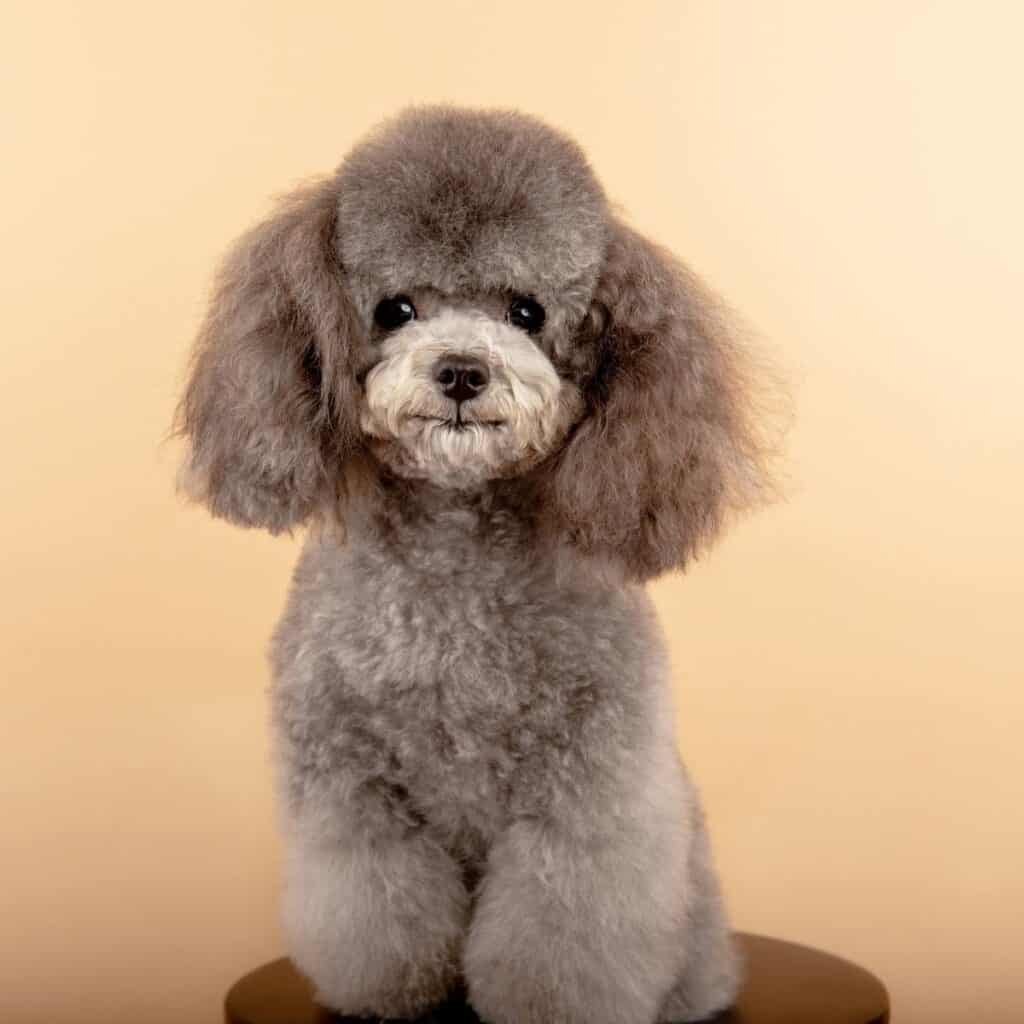 a gray poodle sitting down with a teddy bear hair cut