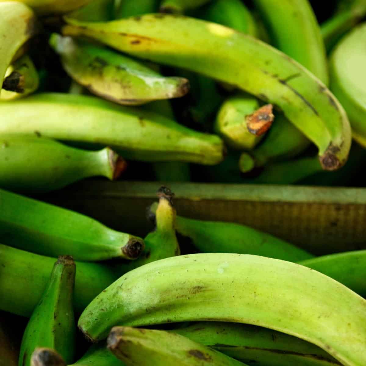 green plantains in the peel in a basket