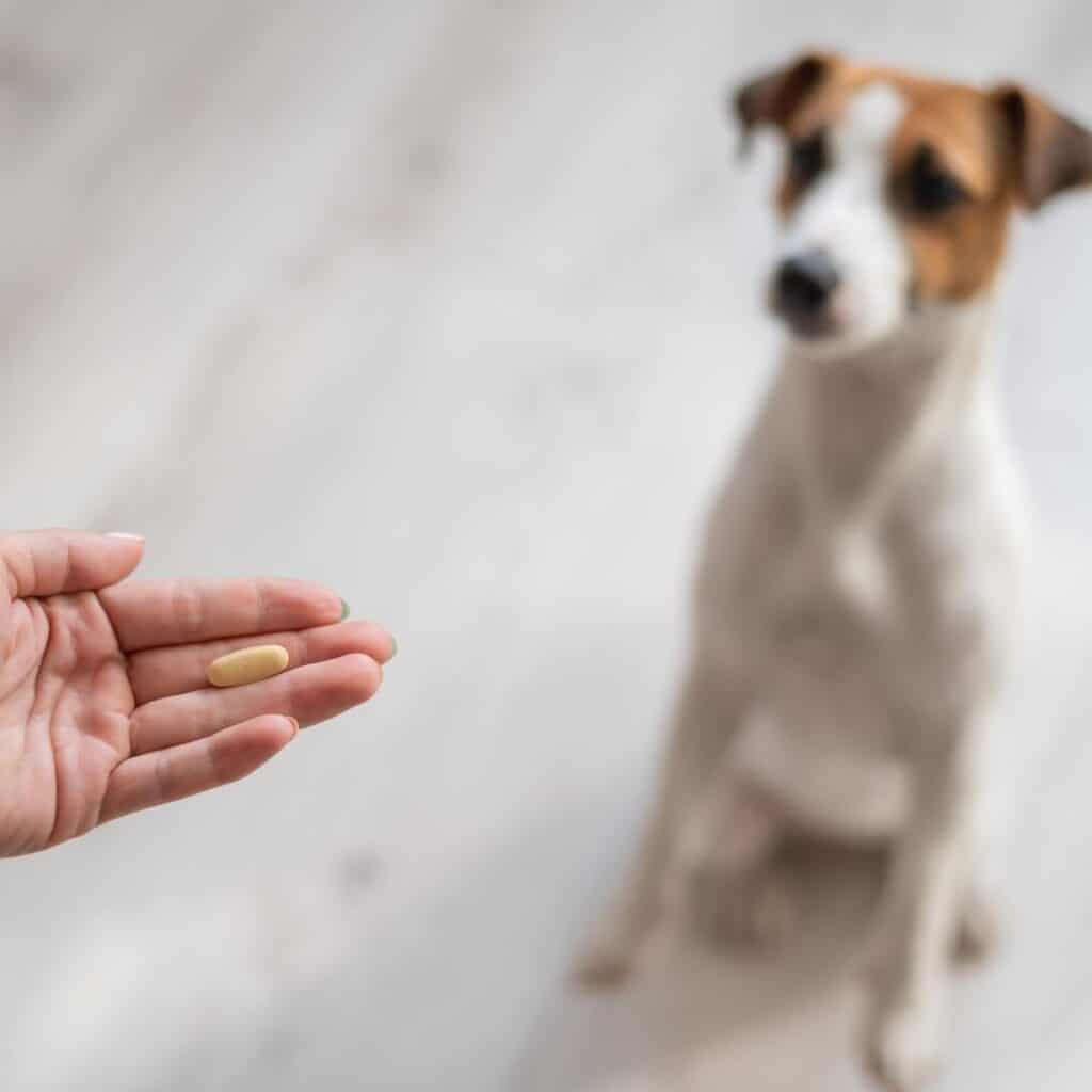 holding hand out giving dog a hydrocodone tablet