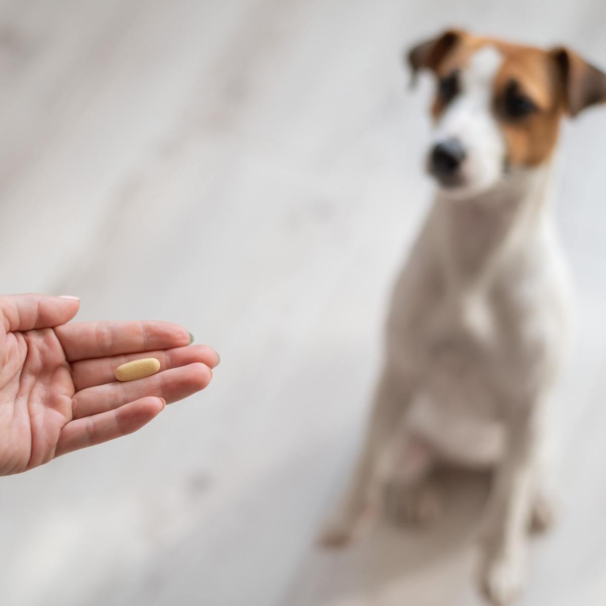 Can Dogs Take Hydrocodone? Is it Safe?