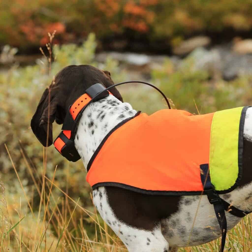 hunting dog wearing and e collar and hunter orange vest