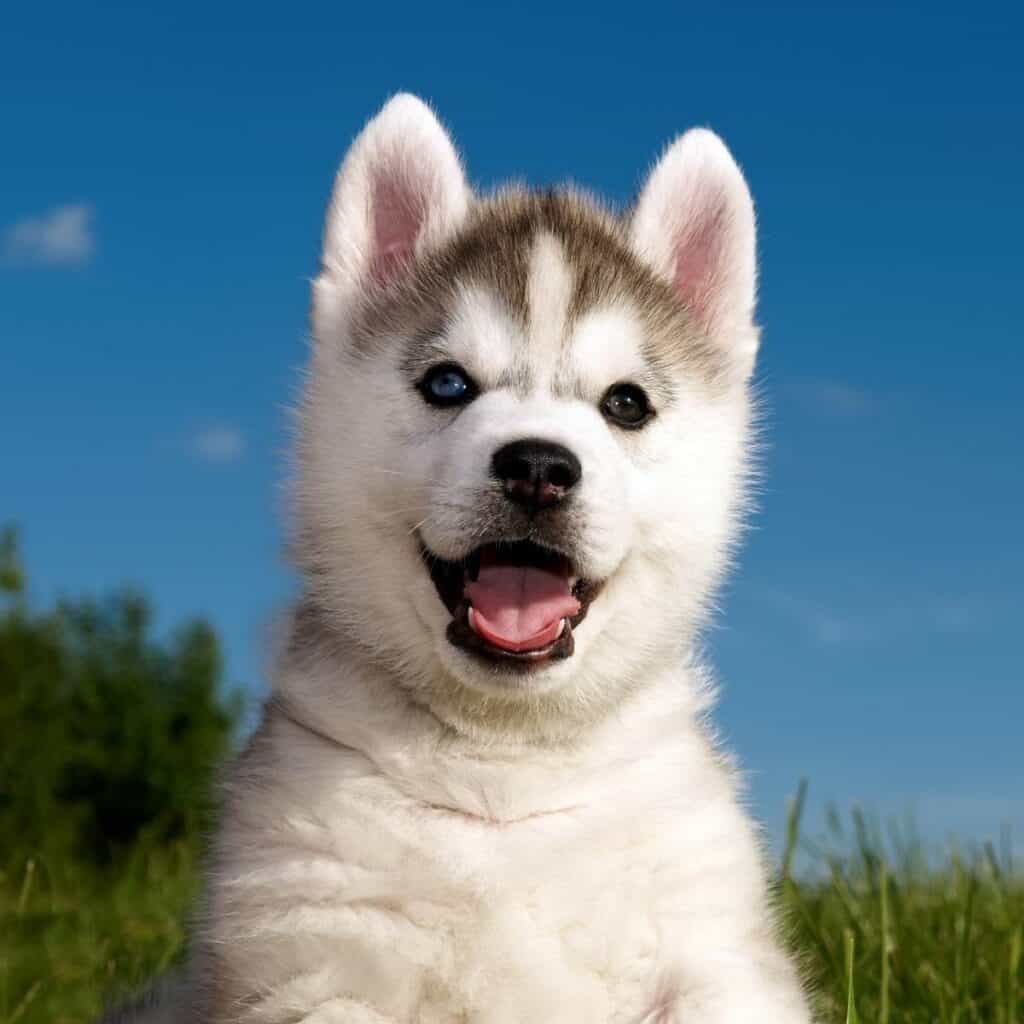 small black and white siberian husky puppy