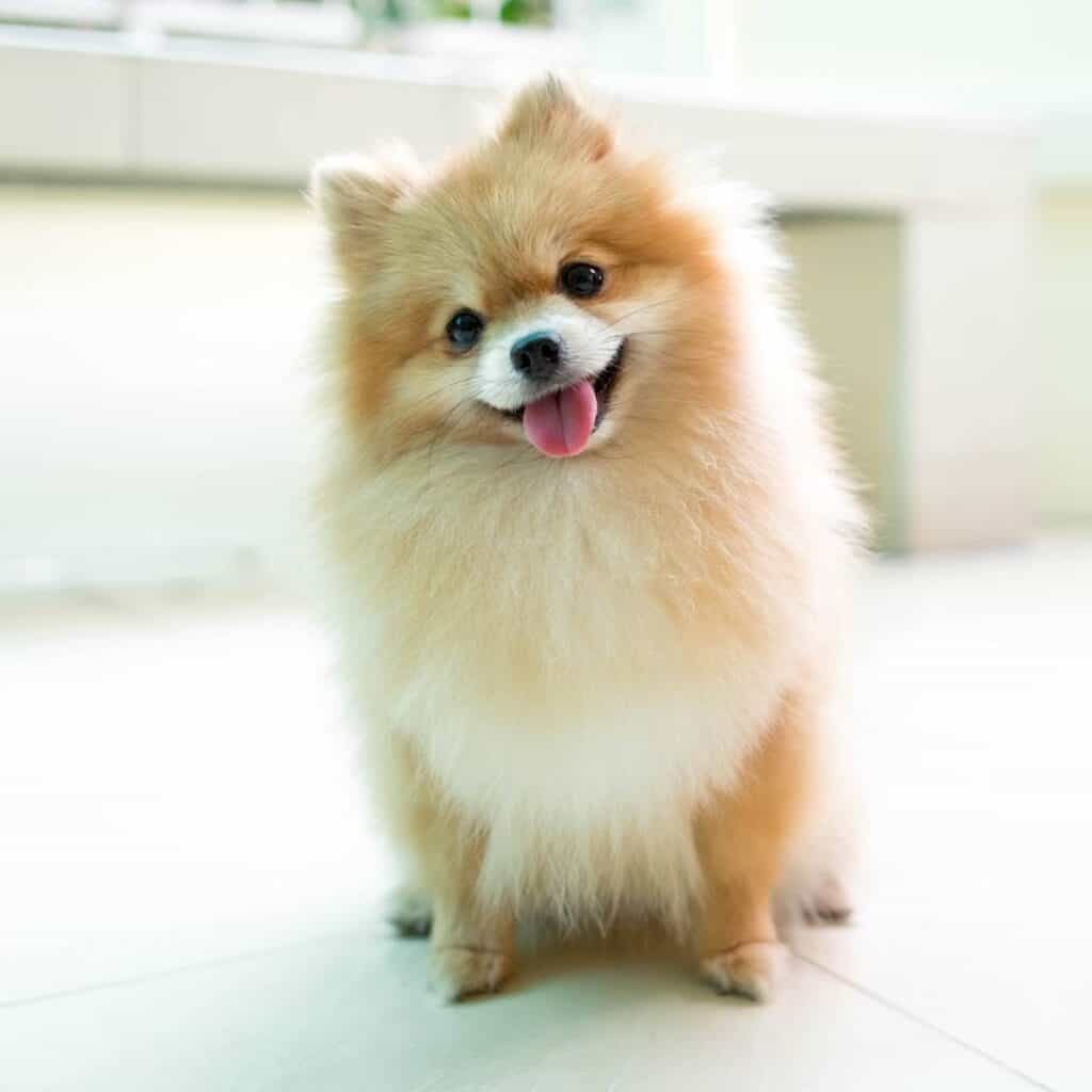 light golden pomeranian looking at the camera