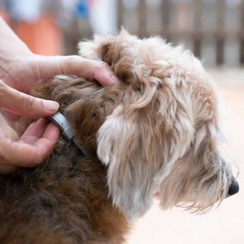 owner putting a flea collar on a small dog