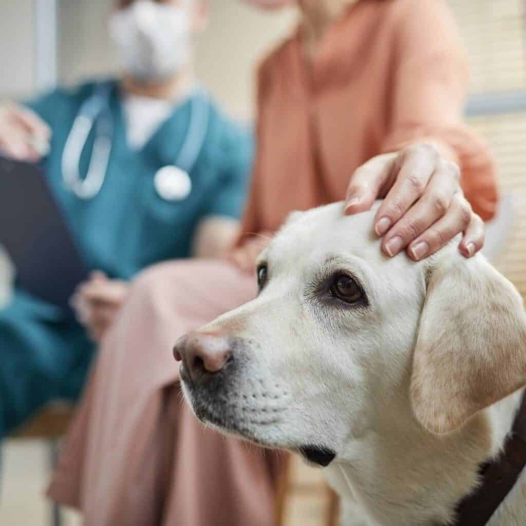 white lab sitting at the vet with owner the doctor