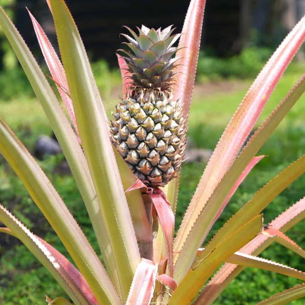 pineapple plant that is blooming outdoors with the fruit