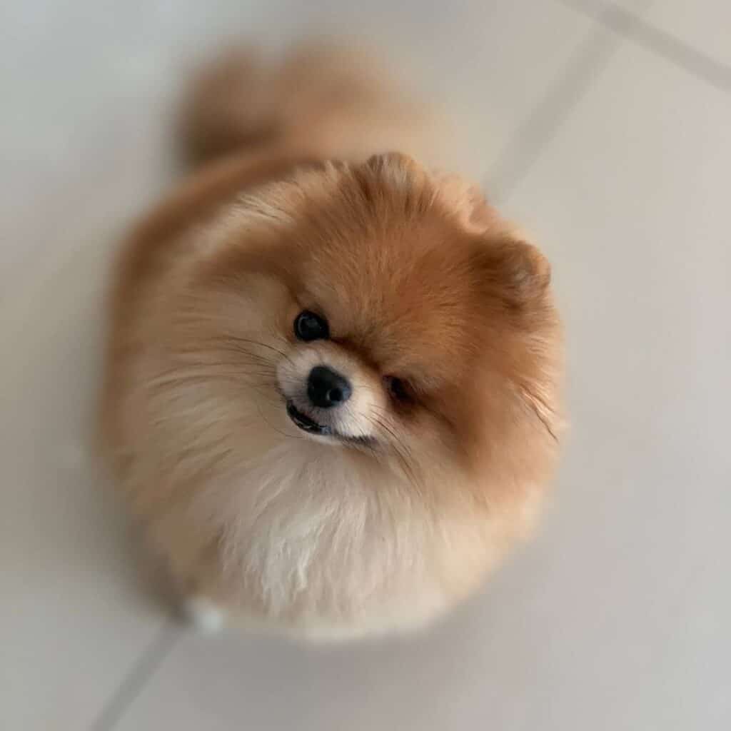 pomerian with teddy bear cut looking up at the camera