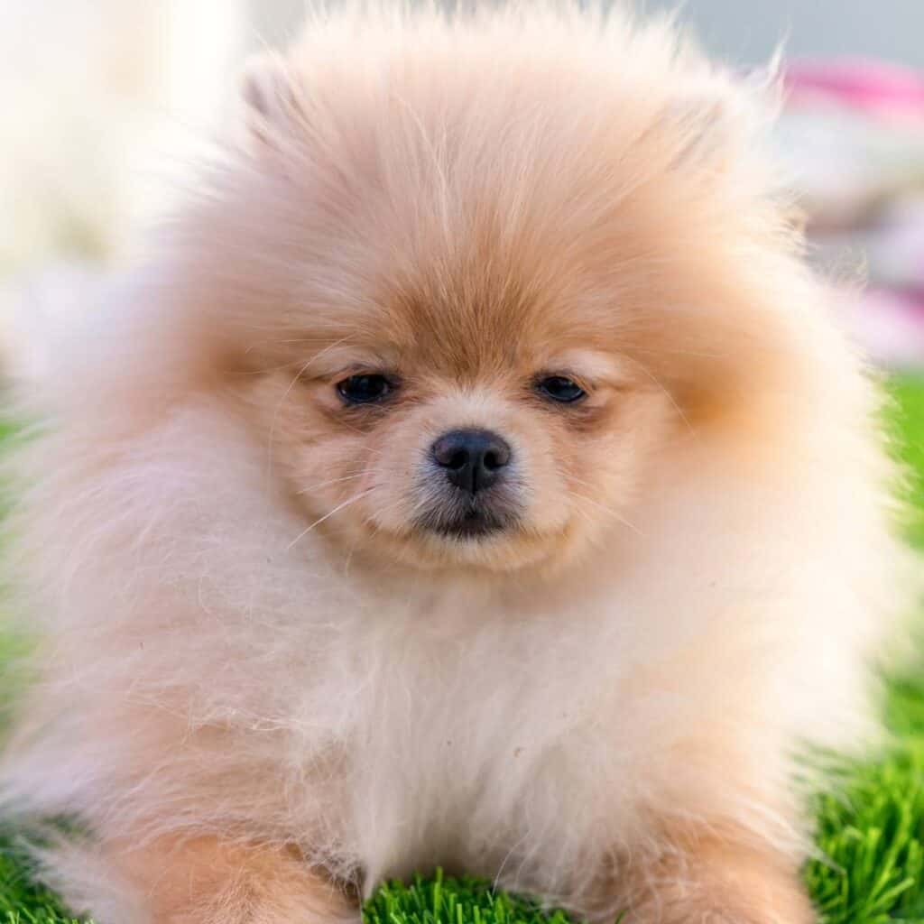 golden pom with lion haircut