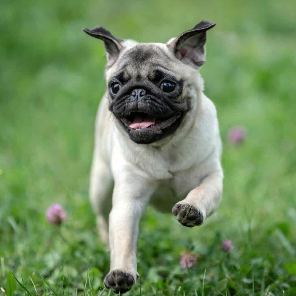 pug dog with floppy ears running