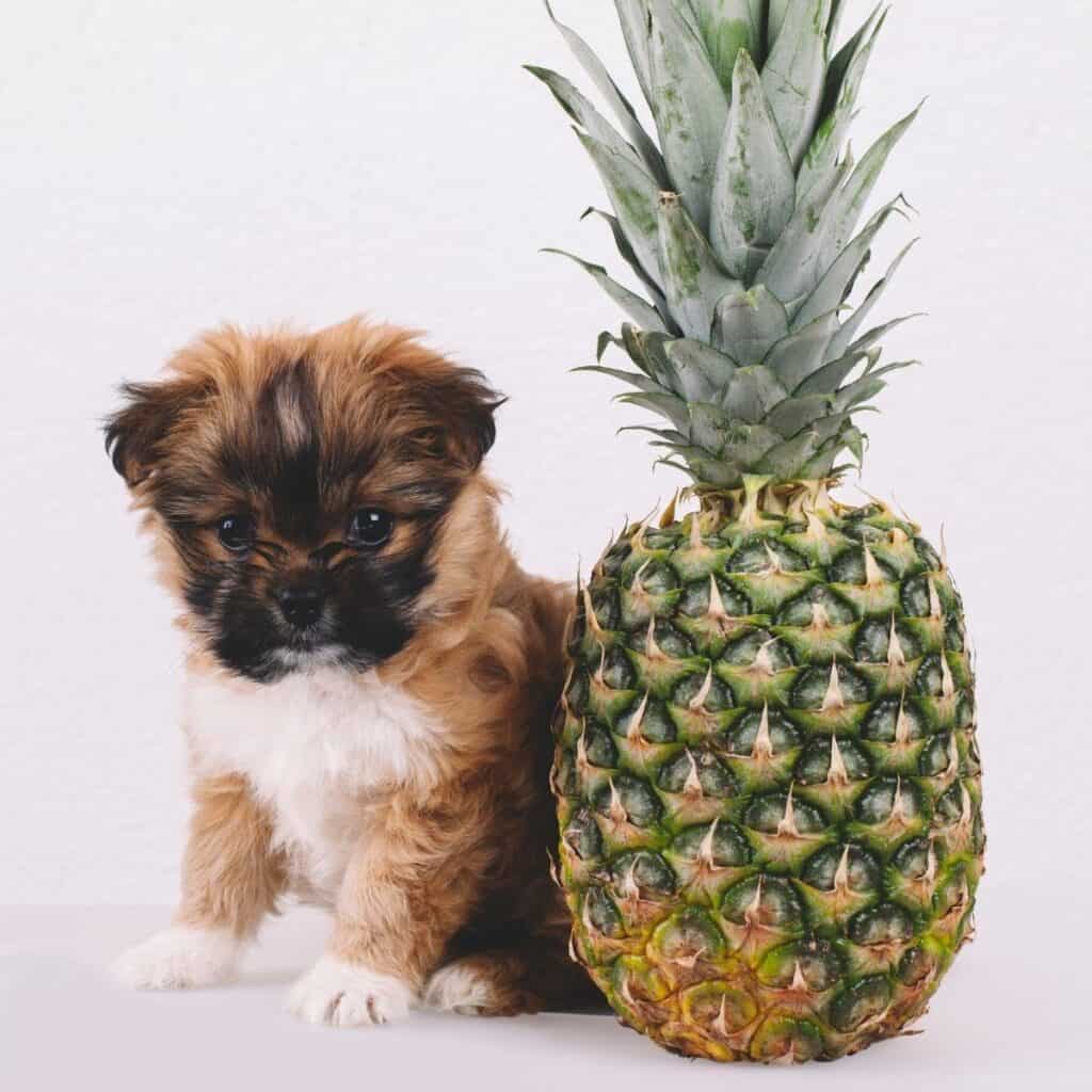 a young puppy sitting next to a whole pineapple