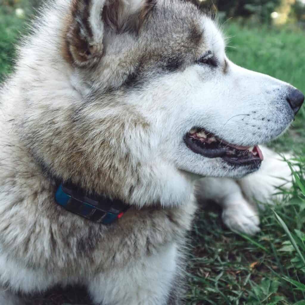 large siberian husky wearing an e-collar