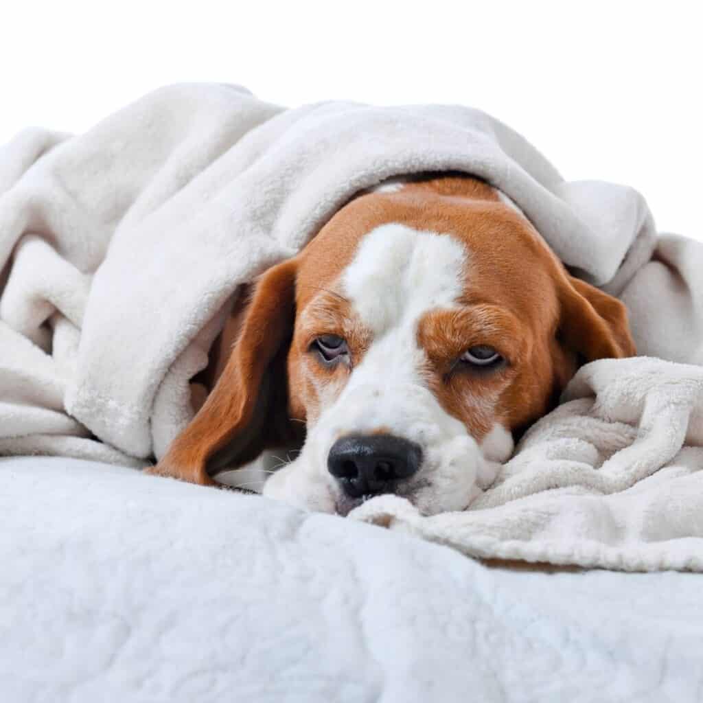 a hound dog that is sick covered up with a blanket