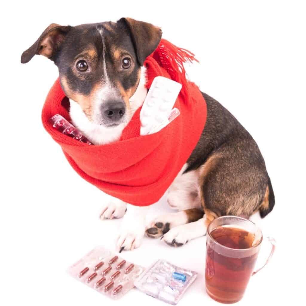 side dog surround by medicines and a cup of broth