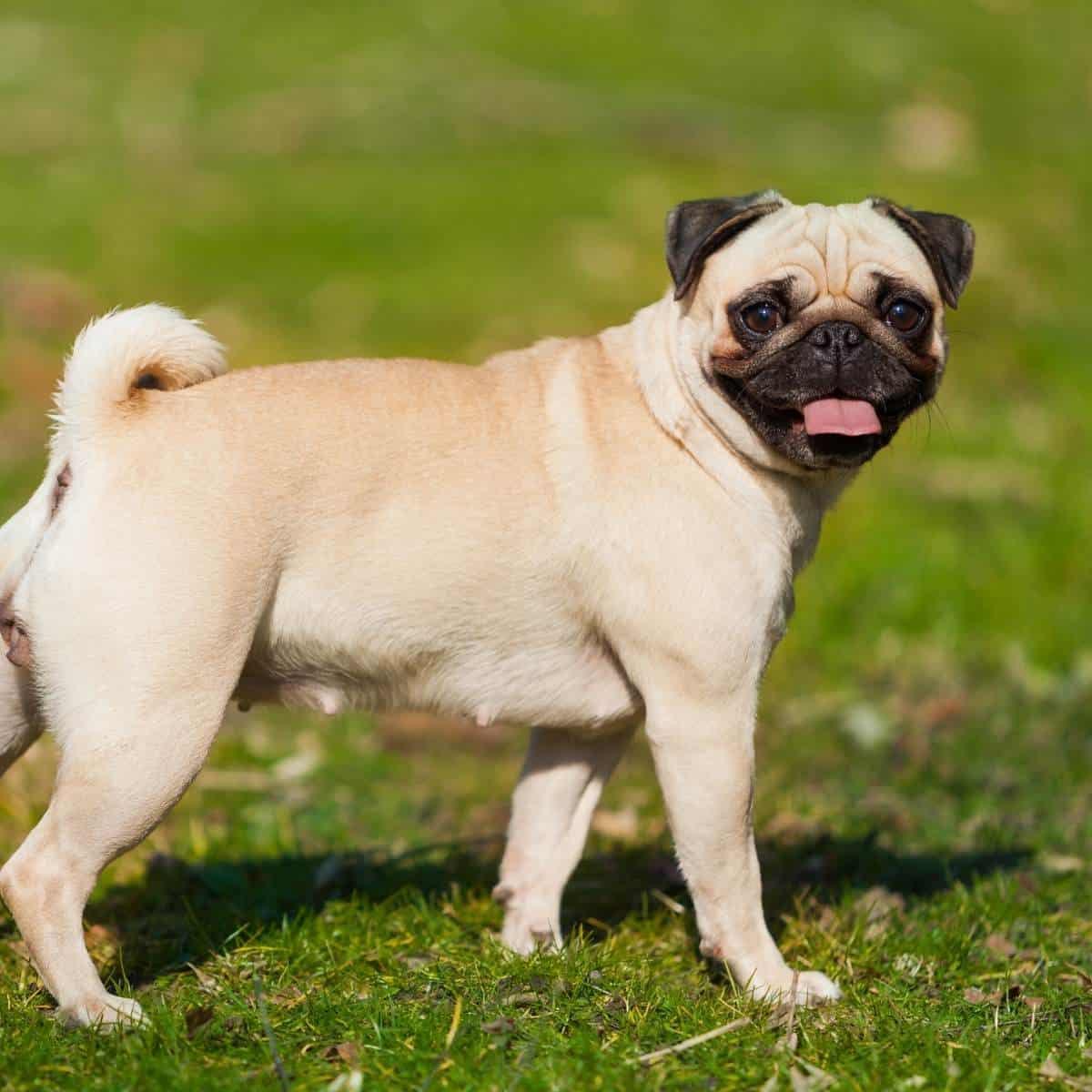 brown and black pug with tongue out