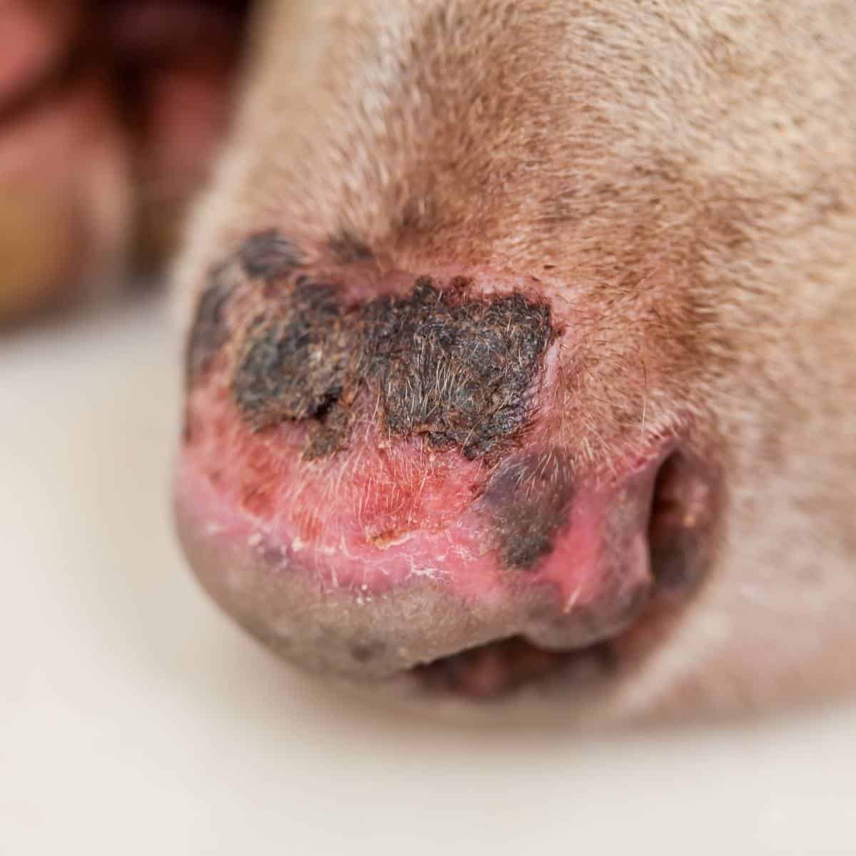 close up of a dog's nose that is dry and cracked from sunburn