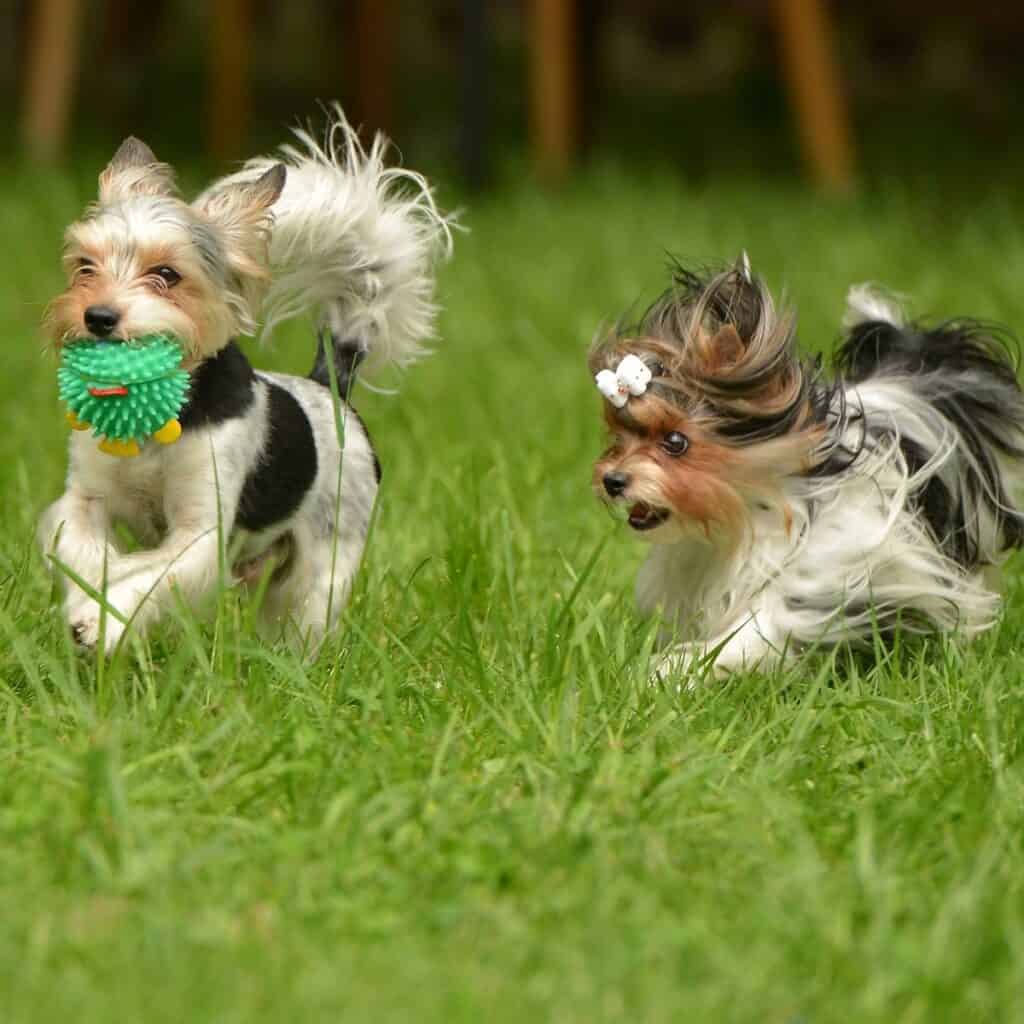 two yorkie pomerians running and playing