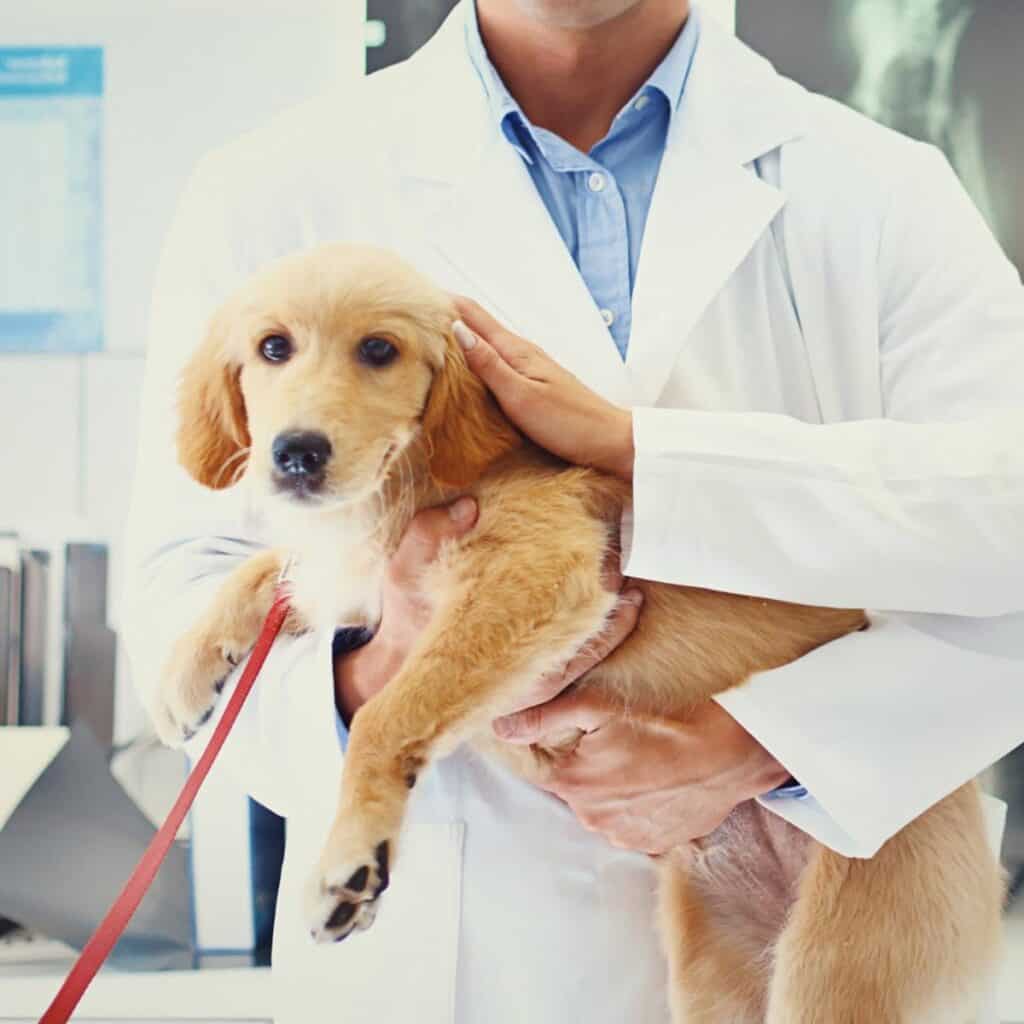 vet holding golden labrador puppy