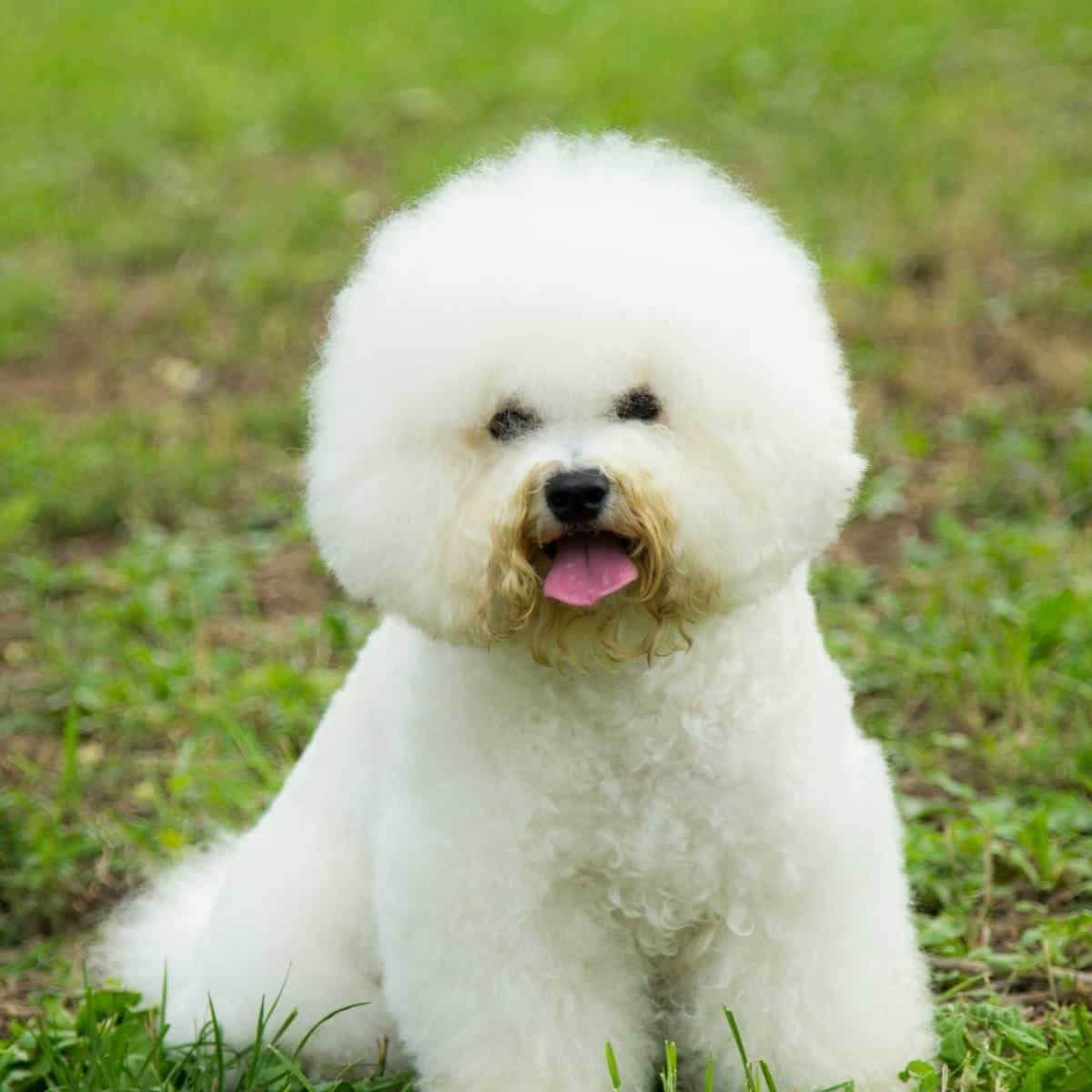 white bichon with teddy bear haircut sitting on grass 
