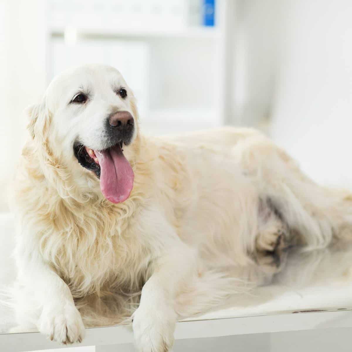 white labrador retriever on table at the vet