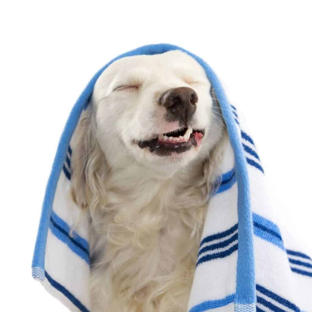 white furry dog under a blue and white towel