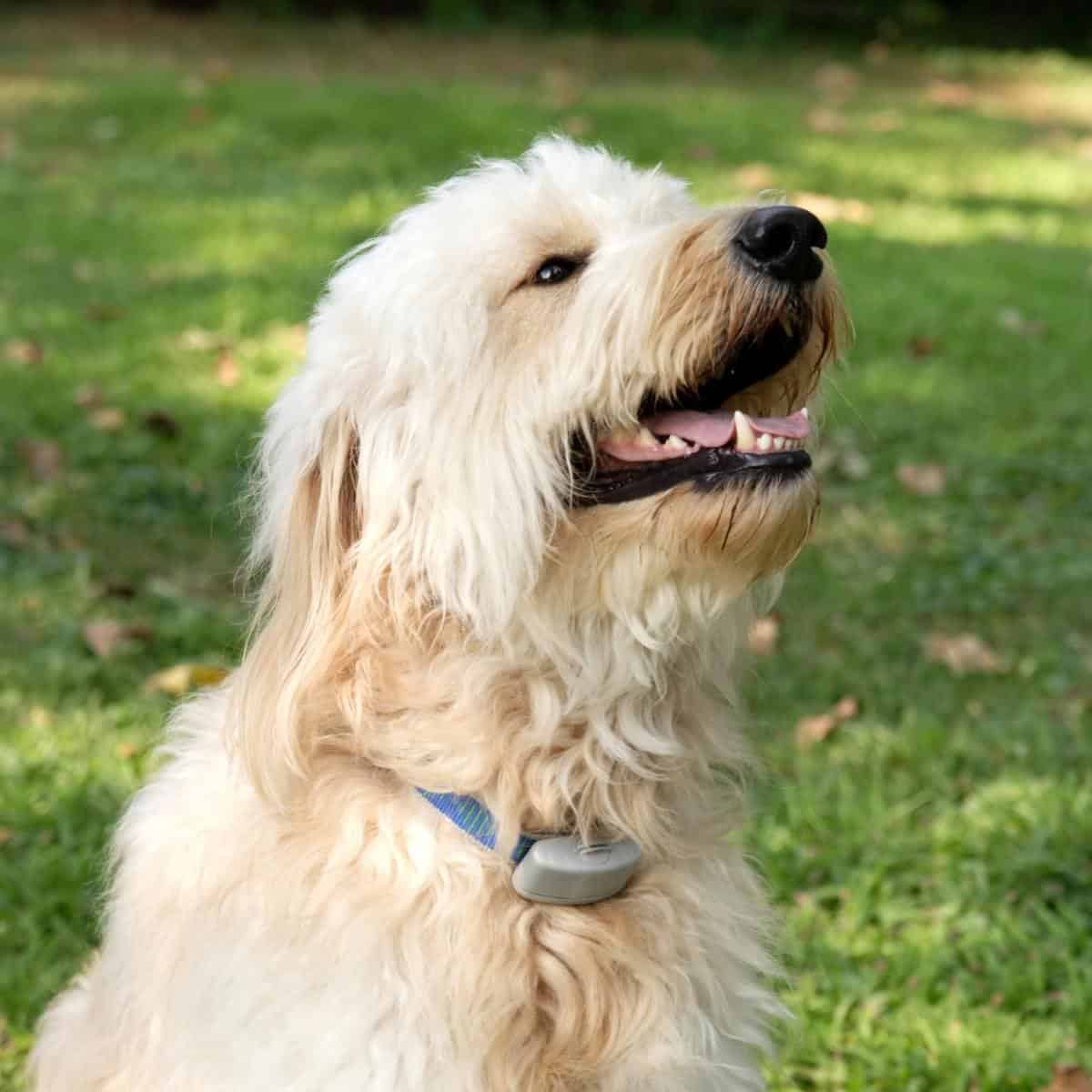 a white doodle mix with an e-collar on