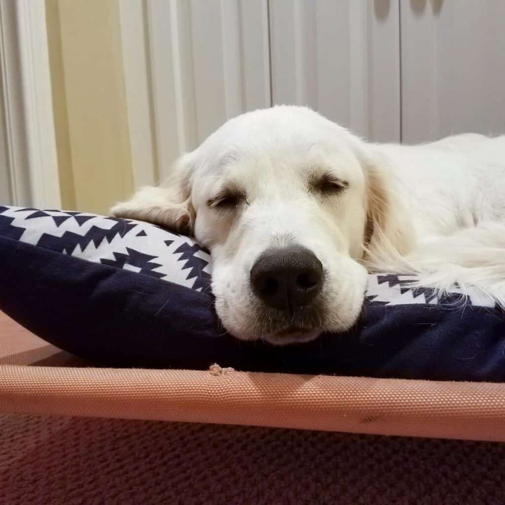 sick white dog laying in bed on a pillow