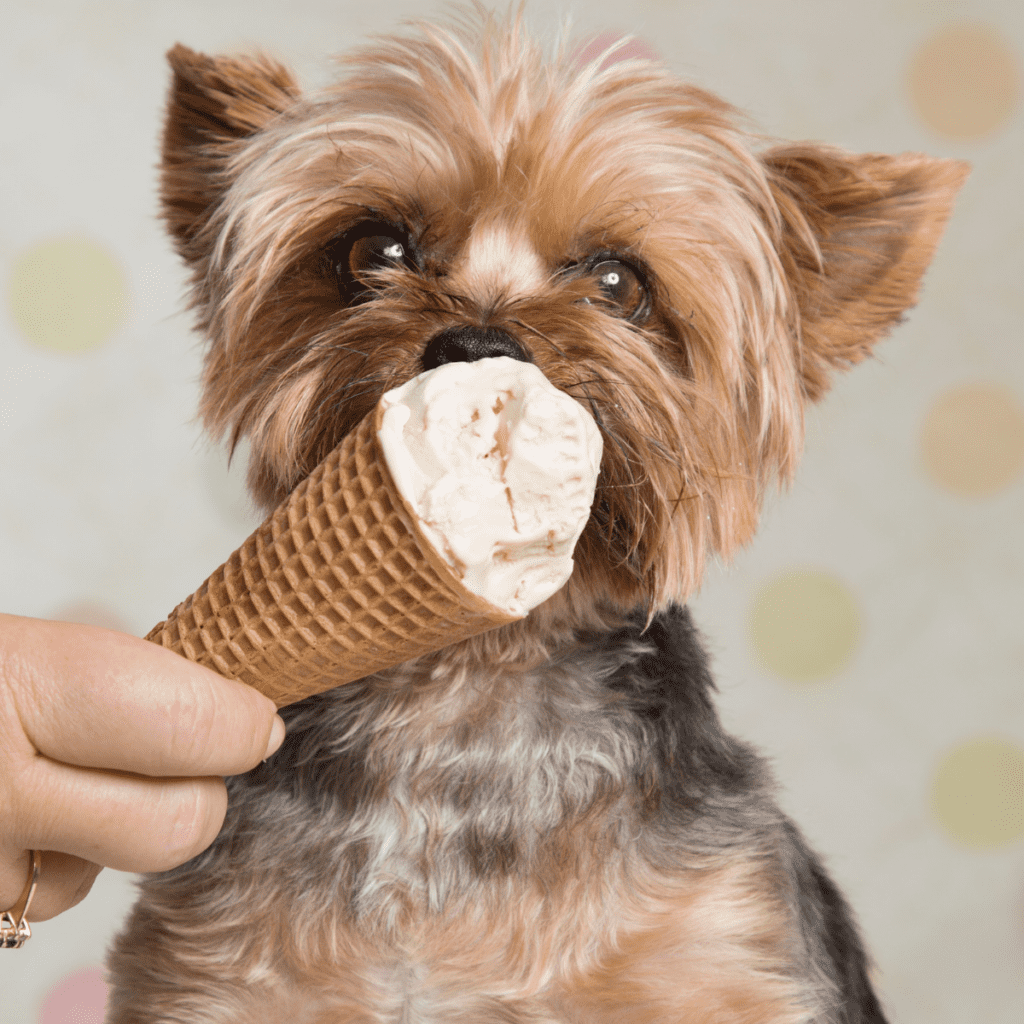 yorkie eating ice cream from a cone