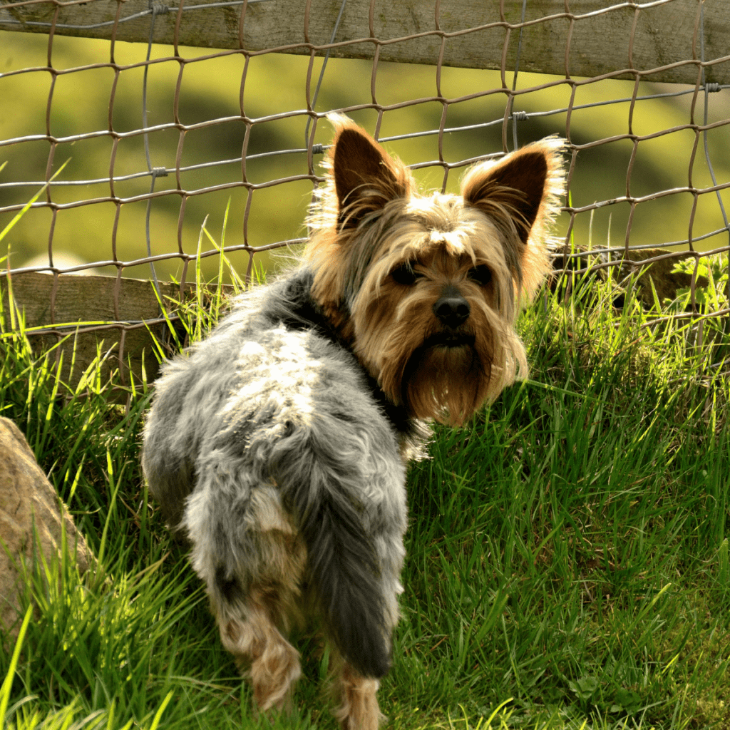 yorkie outside in a fence looking back