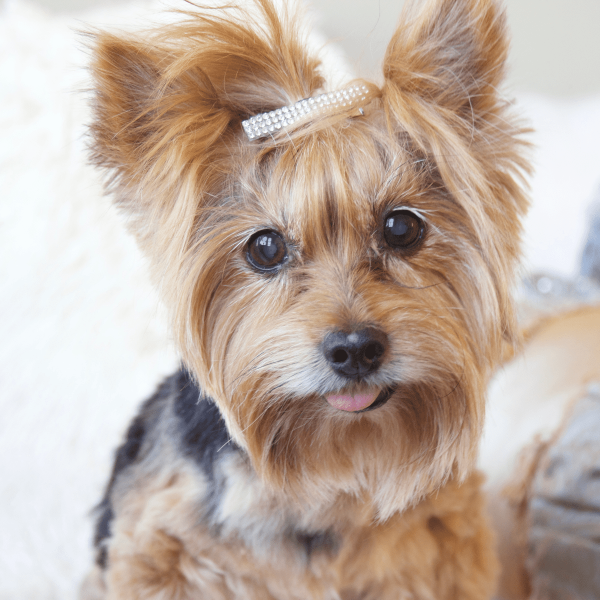 yorkie looking at the camera with a hair clip in her hair 