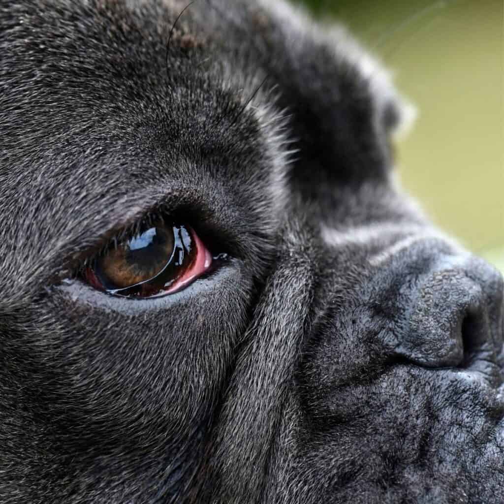 black pug dog with a blood shot eye