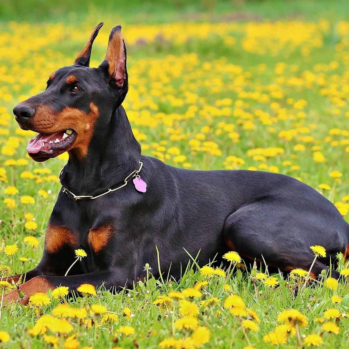 doberman with a collar on laying in the grass