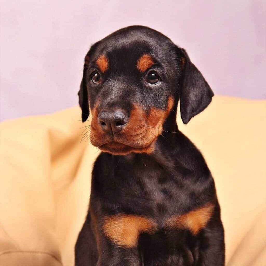 doberman pincher puppy sitting on a yellow couch