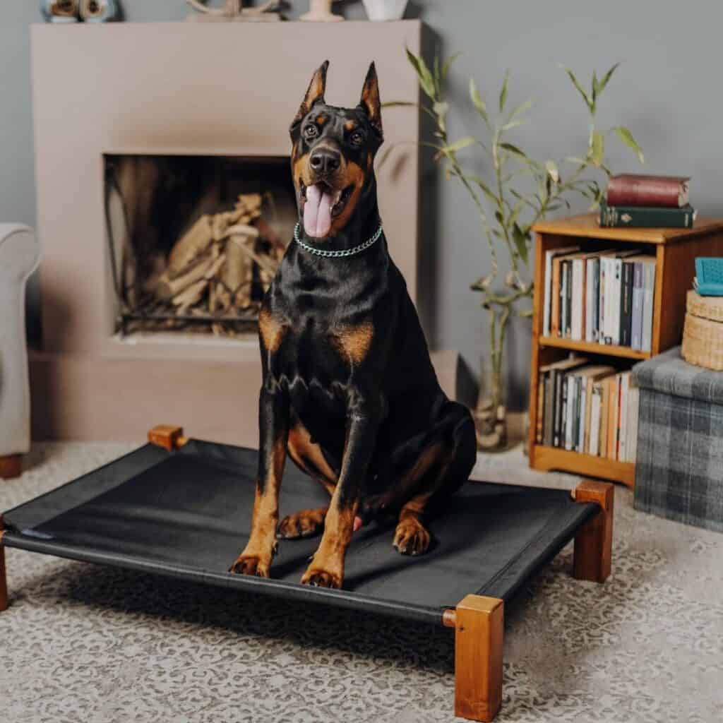 doberman sitting on a dog bed in the living room