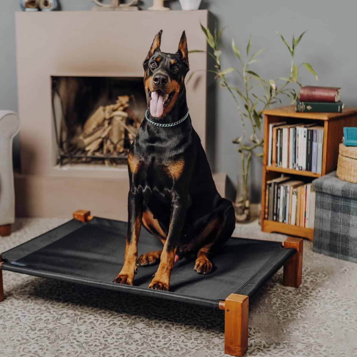 Does a Doberman Shed? Is it Excessive?