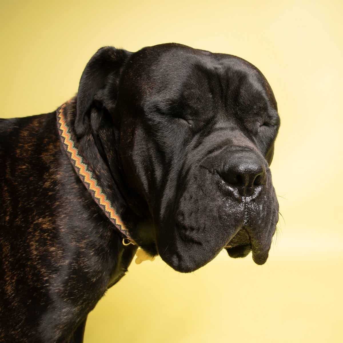 black german shepherd mastiff mix with his eyes closed