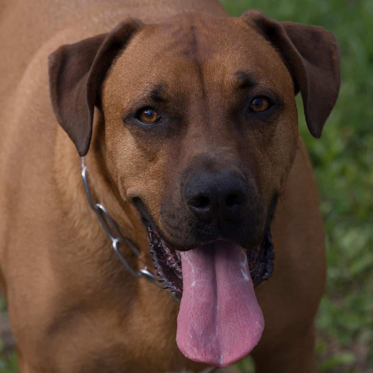 how big will a mastiff shepherd mix get