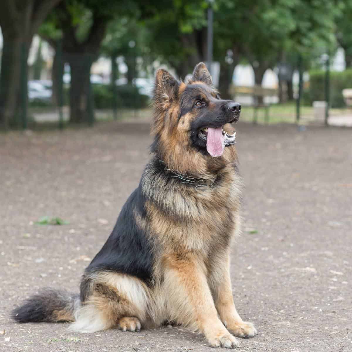 german shepherd dog sitting outside