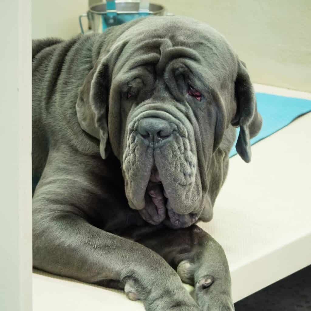 gray Neapolitan mastiff laying on the floor