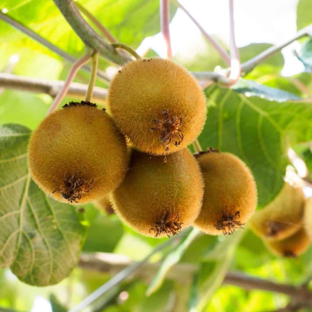 4 kiwi fruits hanging on a vine