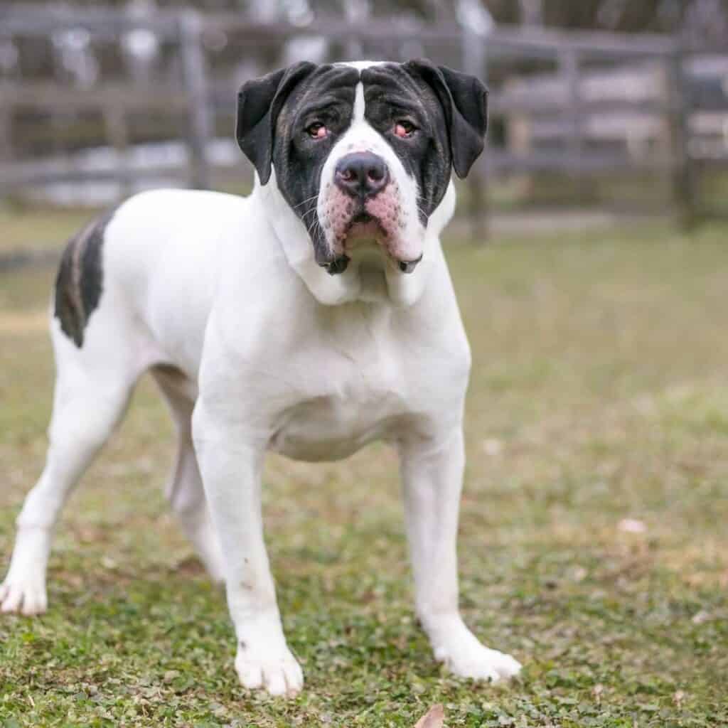 black and white mastiff with cherry eye