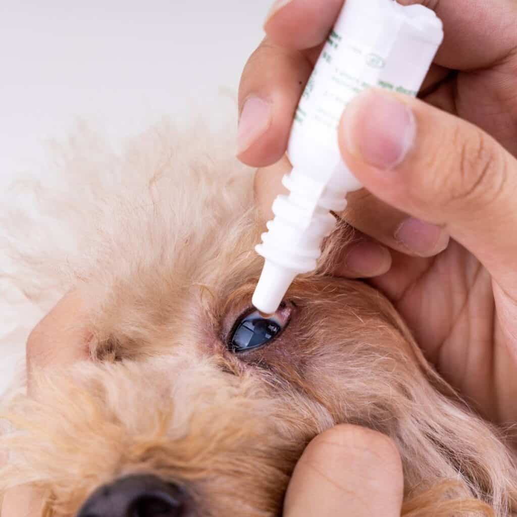 putting eye drops in a dogs eye
