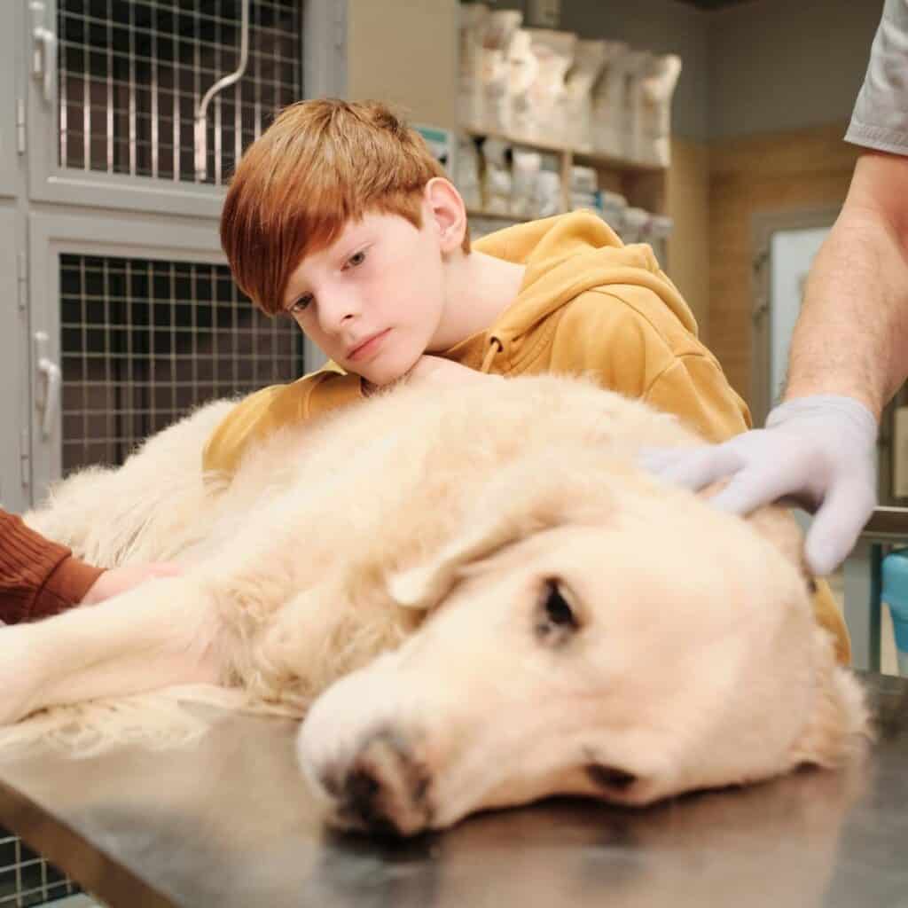 sick white lab laying on the table at the vet next to owners