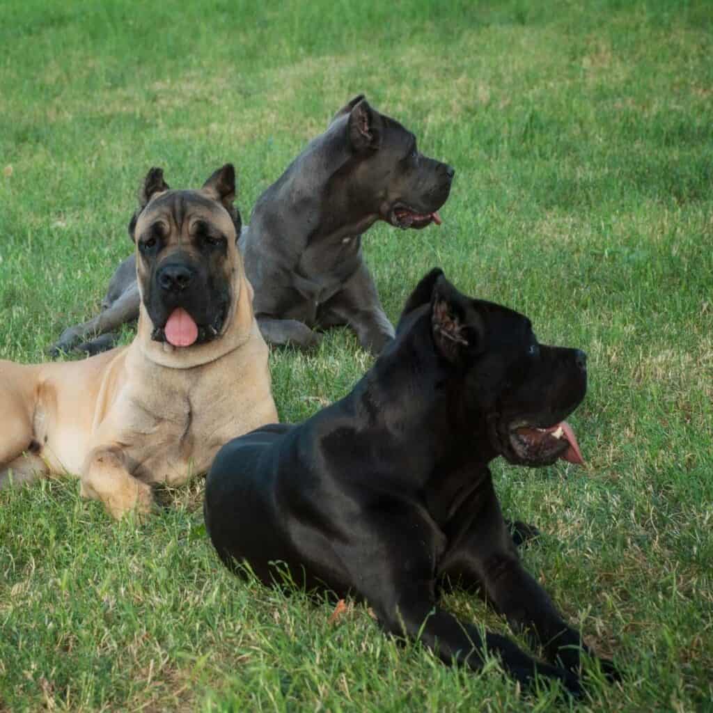 three cane corsos laying in the grass