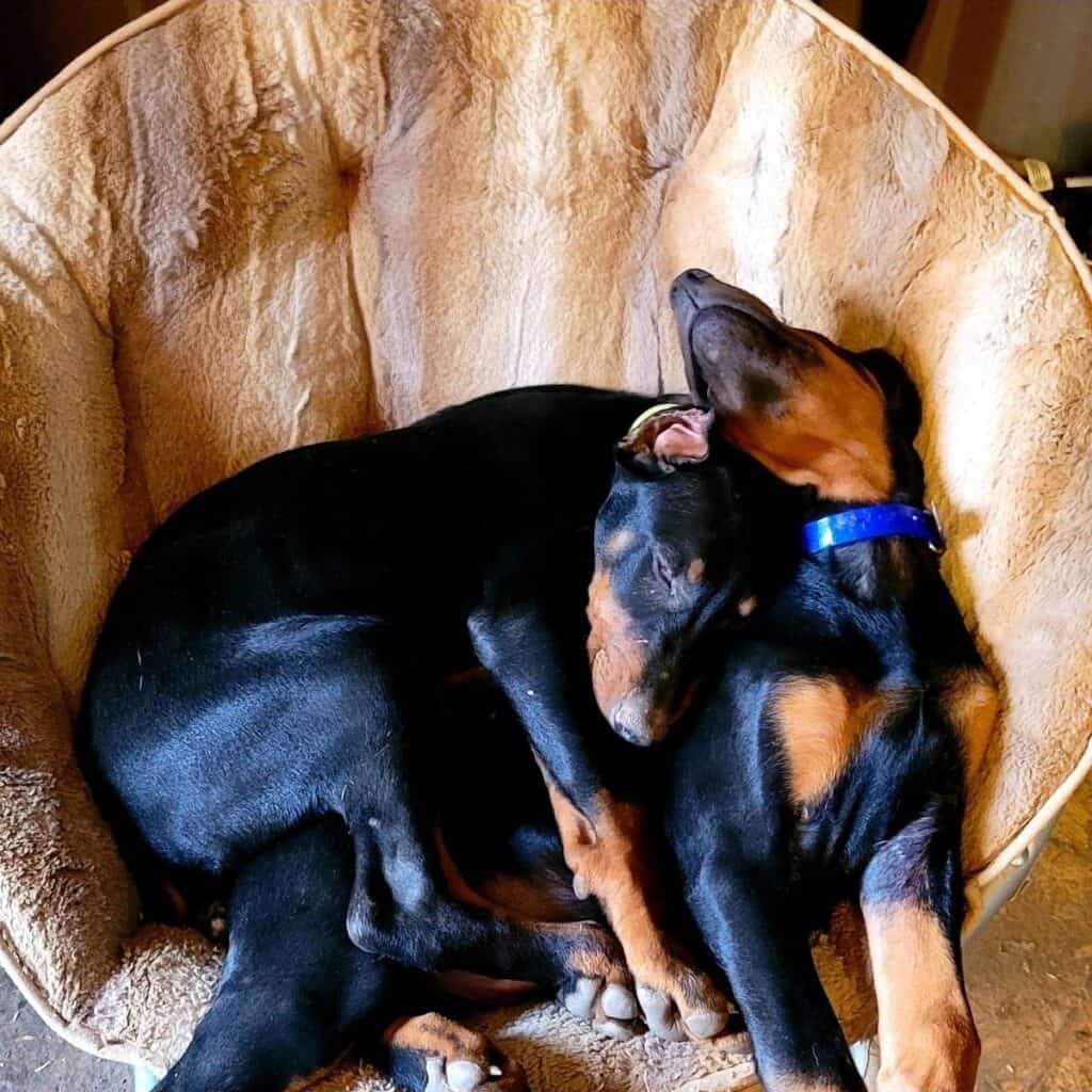 two doberman pinchers laying together in a big circle chair