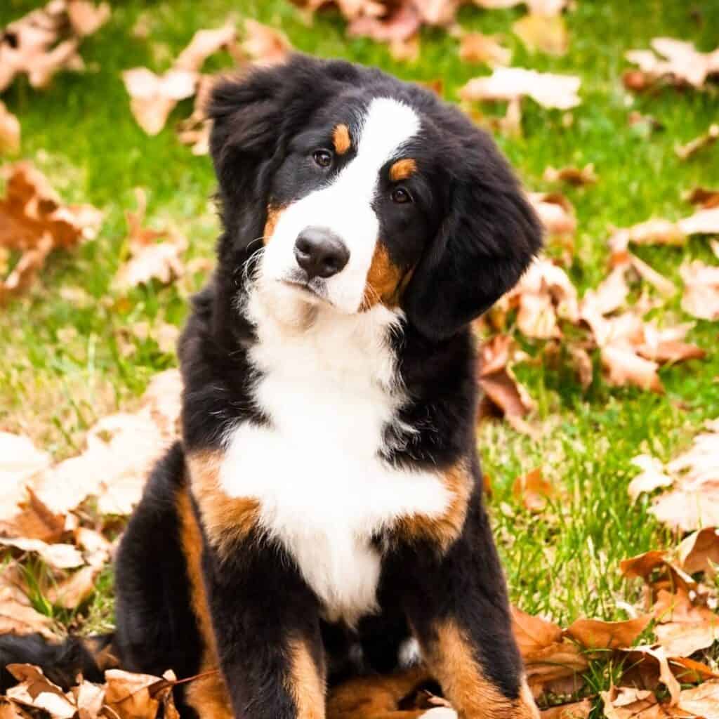 bernese mountain dog sitting outside with leaves