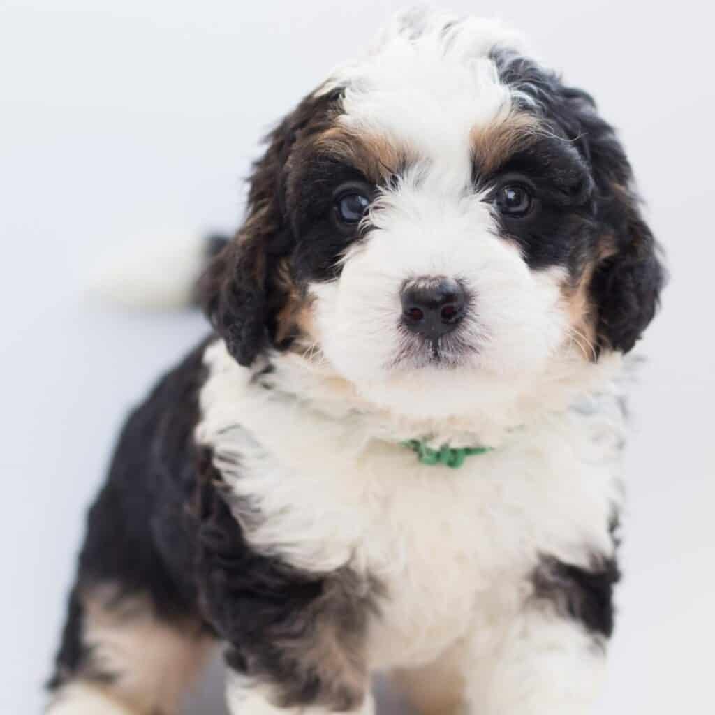 black, white, and brown bernese poodle mixed puppy with a collar 