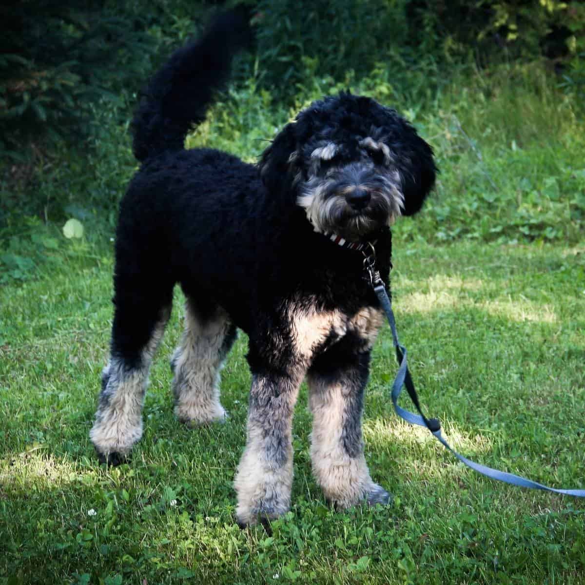 brown and black miniature bernedoodle outside on a leash