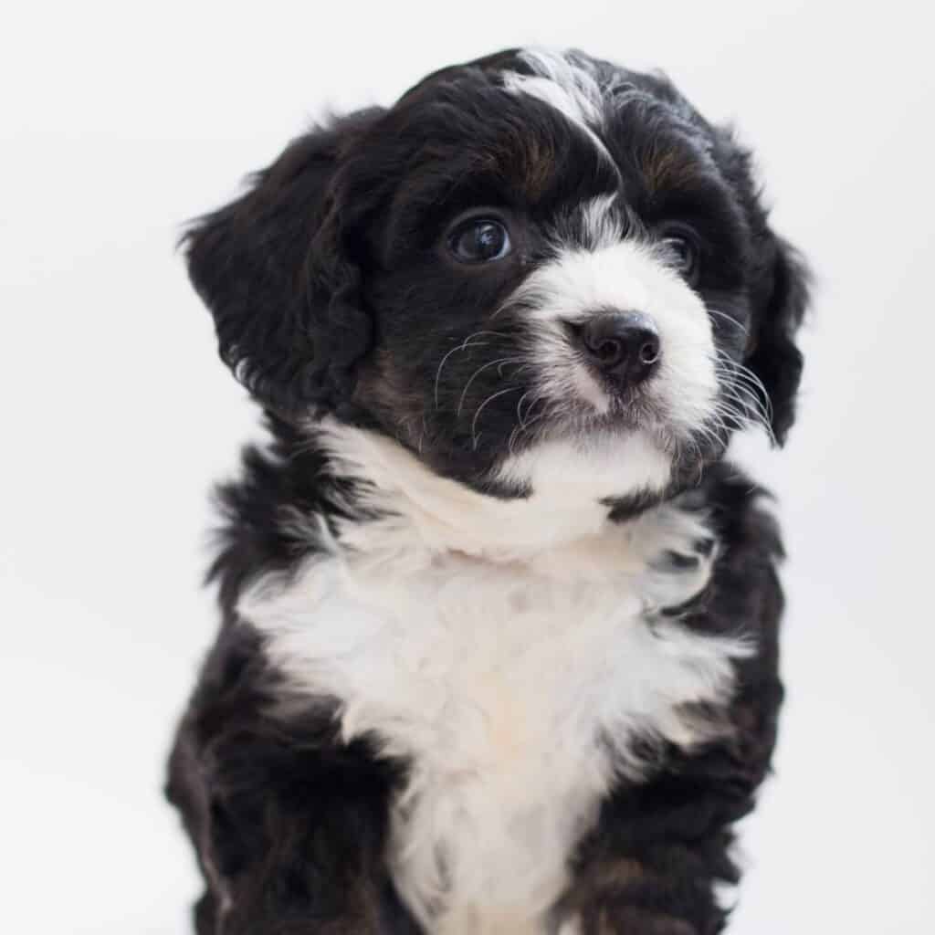 small black and white mini bernedoodle puppy