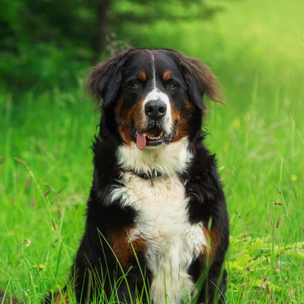 large bernese mountain dog sitting in the grass
