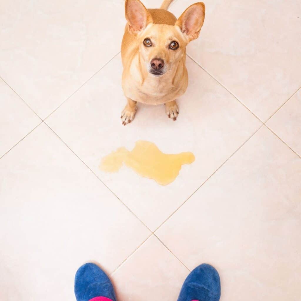 dog that has just peed in the floor next to their owner's feet